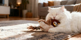 Interactive Bird Cat Toy
